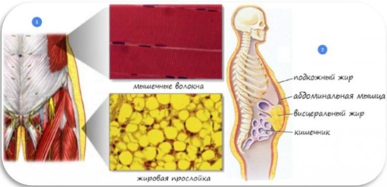 Как выглядит жир внутри человека фото
