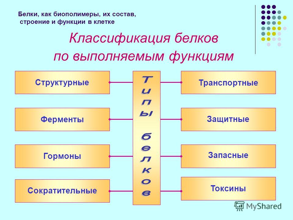 Классификация белков схема